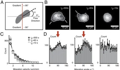Fig. 2. Decrease in gradient exposure times (from t E ¼ 300 s to t E ¼ 10 s) leads to chemotactically trapped cells ( Movie S3)