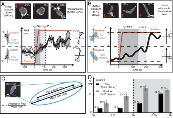 Fig. 3. Alternating gradient fields produce characteristic cell polarization types in steep versus shallow gradients