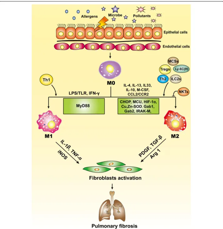 Fig. 2 Macrophages in the pathogenesis of pulmonary fibrosis. This schematic diagram demonstrates the mediators for modulation of macrophage subtypes and how macrophages contribute to IPF initiation and progression
