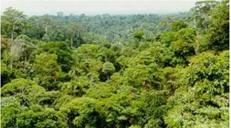 Fig. 1 Forest Ecosystem   