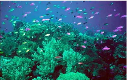 Fig. 2 Marine Ecosystem  