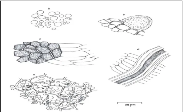 Fig. 1: External morphology of fruit of Trachyspermum ammi (L.) Sprague 