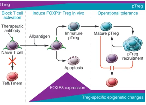 Figure 1Therapeutic intervention aimed at inducing transplantation tolerance 