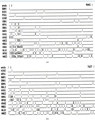 Figure 5. Scattered methylatable cites along the HK and TS genes in mammals. The restriction minimaps were drawn using the Mapdrow DNAstar Program