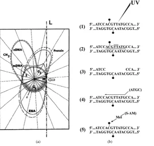 Figure 6. Inverse correlation between DNA methylation and gene expression as a function of cell cycle or repair-modifica- tion