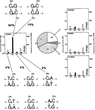 Figure 9. Methylated “words” in eukaryotic genomic DNA. Experiments with synchronized HeLa cells [65] [67] demon-strated that, in double helix (characterized by antiparallelism of complementary chains) two symmetrically dimethylated pa-lindromic dinucleoti