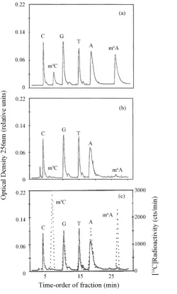 Figure 1. Chromatographic analysis of a bacterial DNA hydrolyzate. Cultures of E. coli MRE 600 were grown on Petri dish-es by inoculating 0.5 - 1 ml of minimal medium (containing 1 × 1011 cells/ml) into 100 ml of Luria-Bertani medium