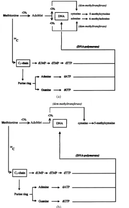 Figure 2. Pathways leading to synthesis and post-synthetic modification of DNA. In E. coli [48] [49], as in HeLa cells [47][50], to accomplish replication, the DNApol system exploited the dATP, dGTP and dTTP resulting from the C1-chain oxida-tion which use