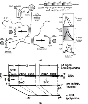Figure 4. Gene design. (A) Employing HeLa cells, semiconservatively newly made DNA chains, separated through CsCl in mid S-phase (a), served to construct by shearing methylated probes of 1 × 106 Daltons; their association with larger polyA- pre-processed m
