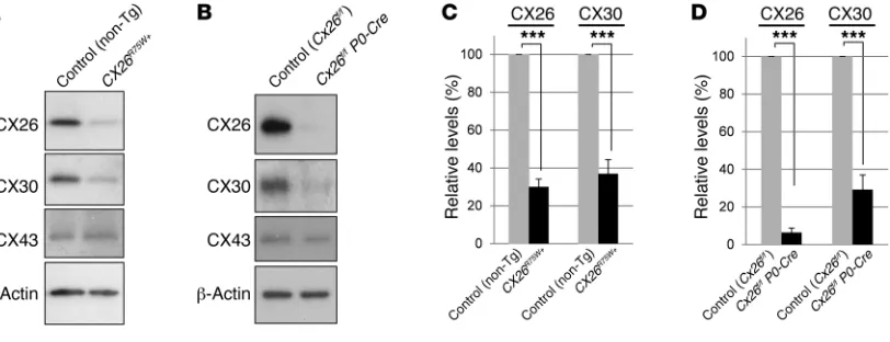 Figure 2Changes in gap junction proteins in 8-week-old CX26-mutant mice. (
