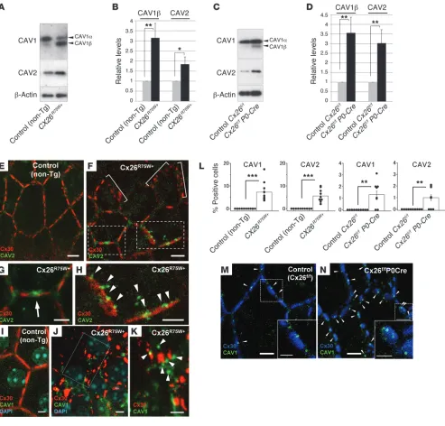 Figure 5Changes in the endocytosis proteins CAV1 and CAV2 in CX26-mutant mouse cochlea
