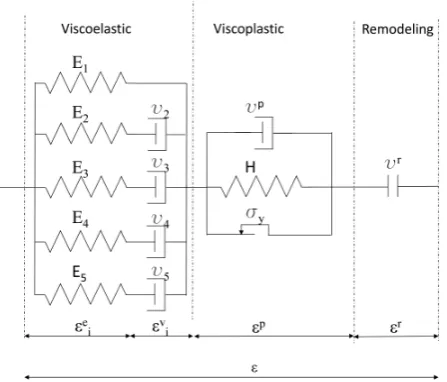 Figure 1. Illustration of the rheological model for the proposed constitutive material model of vital cortical bone in longitudinal direction