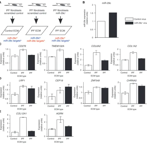 Figure 6Overexpression of miR-29c abrogates pathological gene expression on IPF ECM. (