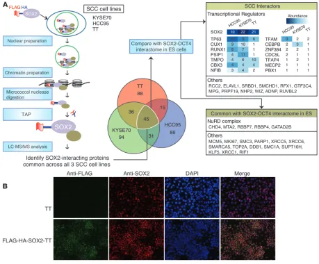 Figure 2Identification of SOX2 interacting proteins in SCCs. (