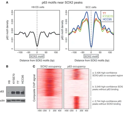 Figure 5SOX2 genomic occupancy in SCC overlaps with p63 occupancy. (A) Appearance of p63 DNA binding motifs, plotted around the SOX2 motif near 