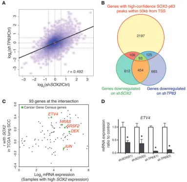 Figure 6Identification of target genes coregulated by SOX2 and p63. (
