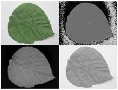 Fig (5-1) fruit image size detection and grading 