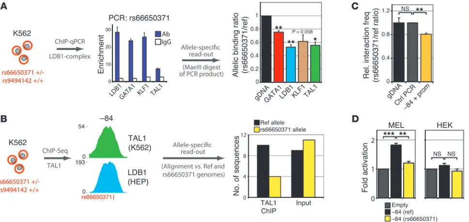 Figure 6rs66650371 affects protein binding, chromatin looping, and enhancer activity within the erythroid 
