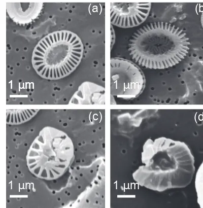 Figure 2. SEM images of Emiliania huxleyi coccoliths. (a) Nor-mal coccolith; (b) incomplete coccolith; (c) malformed coccolith;(d) malformed and incomplete coccolith.