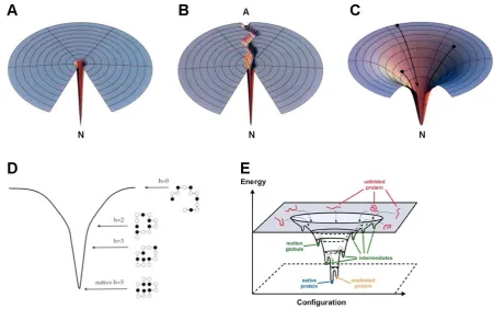 Figure 2-1: Folding energy landscapes. Energy landscapes describe the internal free energy of a polypeptide chain as a function of its conformational of these states are transient folding intermediates