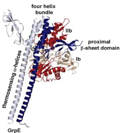Figure 2-8: DnaK in complex with its NEF GrpE. Important structural features are labeled (PDB entryA ribbon representation of the dimeric GrpE incomplex with the NBD of DnaK is shown