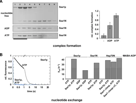 Figure 4-1: Biochemical characterization of the Sse1p/Hsp70 interaction. (A) Sse1p/Ssa1N complex formation is most efficient in presence of ATP