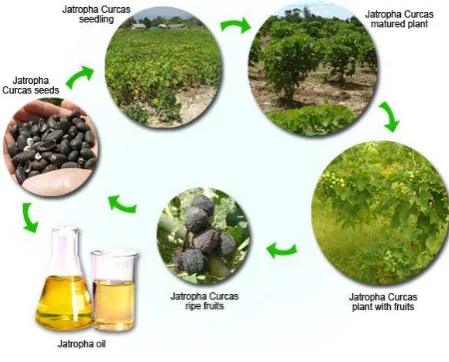 Fig 1. Jatropha life cycle 