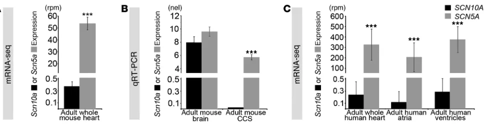 Figure 2Scn5a and Scn10a expression analysis. (A) Expression of Scn5a in the 12-week-old adult mouse heart was 145-fold higher than that of Scn10a 
