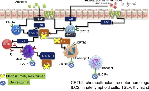 Figure 1 T2 inAbbreviations:ﬂammatory pathway and the target site for anti-IL-5 agents