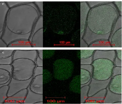 Figure 6. Subcellular localization of six RS genes. The six RS: GFP fusion protein and GFP only expressed under controlled of CaMV35S promoter in nion epidermal cells by agrobacterium tumefaciens-mediated transformation and monitored by scanning confocal m