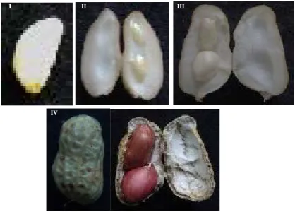 Figure 1. The pods characters of “Zhenzhu Hong” at different development stage. I: Tissue differentiation stag, II: Cotyledon elongation stage, III: Main leaf elongation stage, IV: Mature stage
