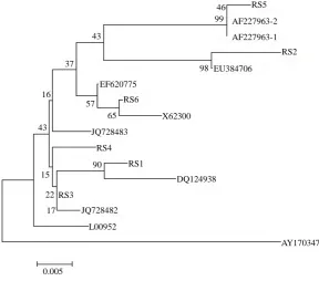 Figure 4. Phylogenetic tree analysis of RS gene in peanut by MEGA 4.0 program based on the amino acid sequences