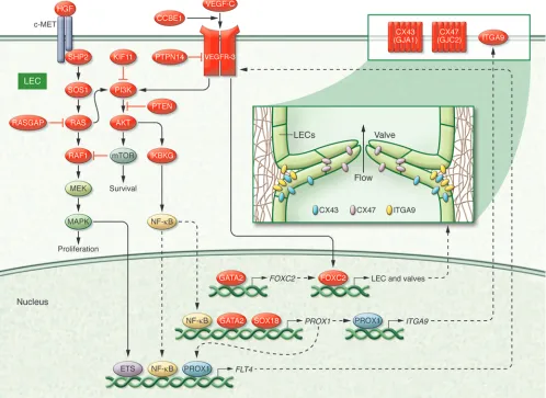 Figure 1Schematic view of a lymphatic endothelial cell and valve. Lymphatic anomaly-associated proteins are frequently associated with the VEGF-C/