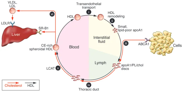 Figure 2The intravascular/extravascular cycle of HDL remodeling that maintains reverse cholesterol transport