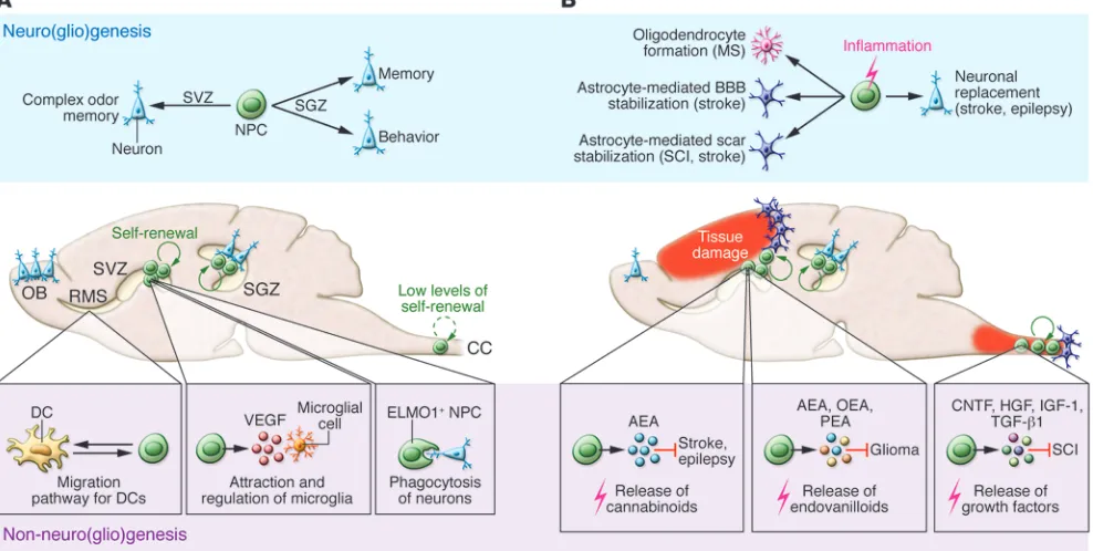 Figure 1NPC functions during physiological and pathological conditions. (