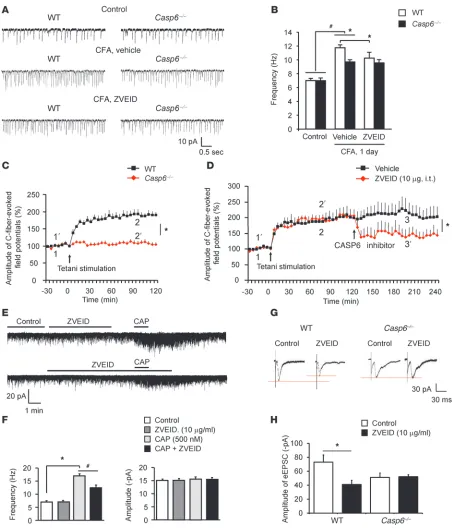 Figure 9Endogenous CASP6 is essential for inducing spinal cord synaptic plasticity in spinal cord slices and LTP in spinal cord of anesthetized mice