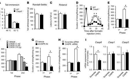 Figure 3Formalin-induced second-phase inflammatory pain is reduced after deletion of 