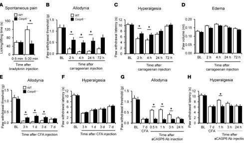 Figure 4CASP6 contributes to the development of inflammatory pain induced by intraplantar bradykinin, carrageenan, and CFA