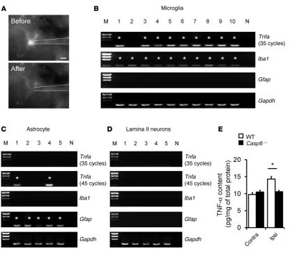 Figure 6Tnfa( is expressed in spinal microglia and upregulated after inflammation. (A) A microglial cell is sucked into a glass pipette