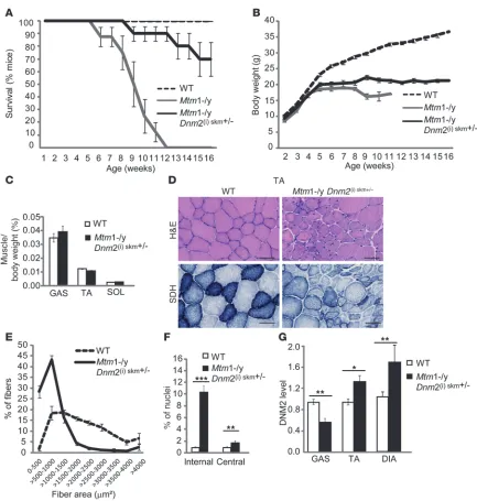 Figure 9Reducing DNM2 in skeletal muscle after the onset of symptoms ameliorates the life span and pathology of Mtm1–/y mice