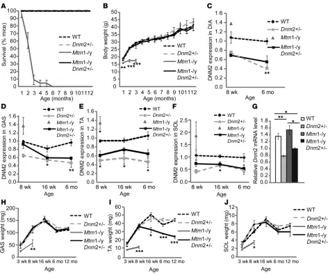 Figure 2Reduced DNM2 expression greatly rescues the life span of in groups WT, Mtm1–/y mice
