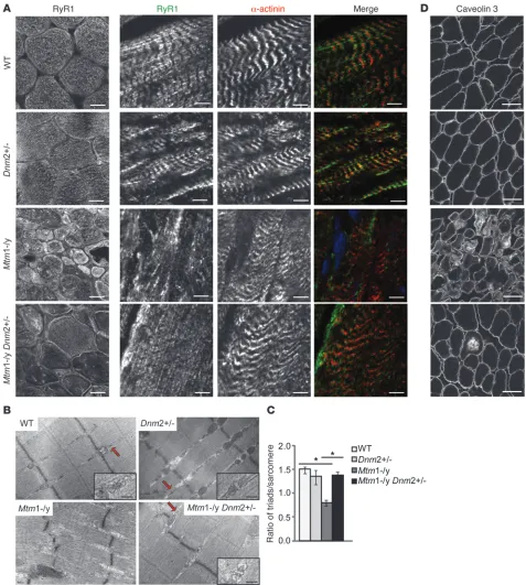 Figure 6Integrity of triads in TA muscle from 8-week-old mice. (