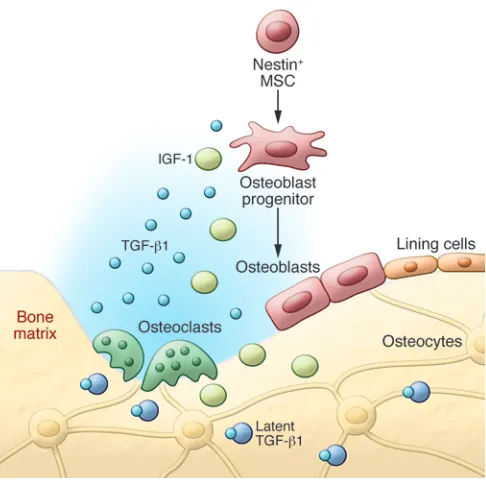 Figure 2Activation of TGF-β recruits MSCs during bone remodeling. TGF-β1 is released from the bone matrix and activated during osteoclast-medi-ated bone resorption, creating a gradient