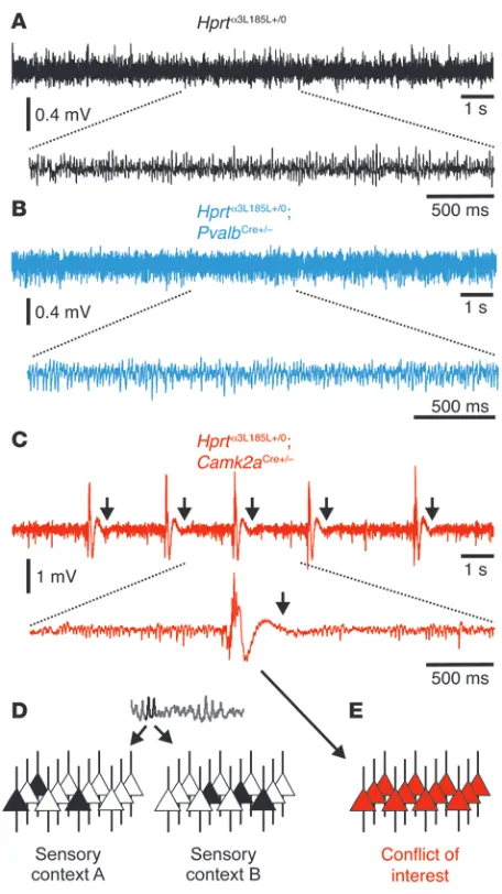 Figure 10Recurrent epileptiform discharge disrupts gamma frequency net-