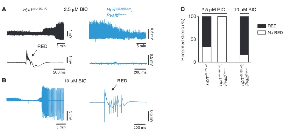 Figure 7Decreased network excitability in Hprtα3L185L+/0;PvalbCre+/– mice. (A and B) Comparison of the effects of different BIC concentrations (A, 2.5 μM; B, 10 μM) on the incidence of RED