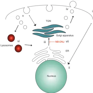 Figure 8Proposed model for altered GSL expression and 