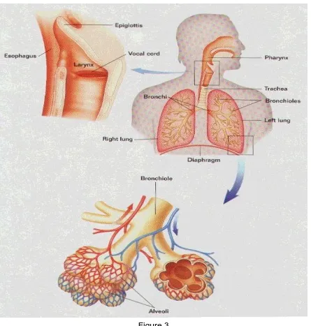 Figure 3 Respiratory System 