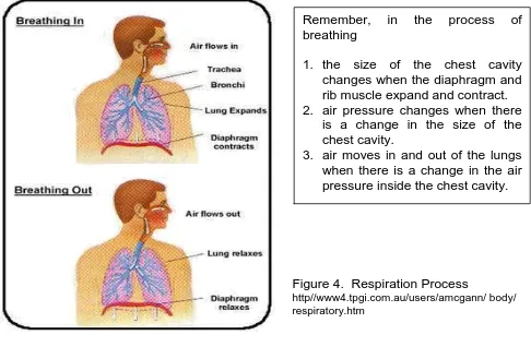 Figure 4.  Respiration Process http//www4.tpgi.com.au/users/amcgann/ body/ 