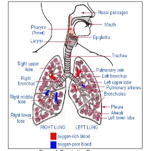 Figure 4. Respiration Process http//www4.tgpi.com.au/users/amcgann/body/respiratory.html