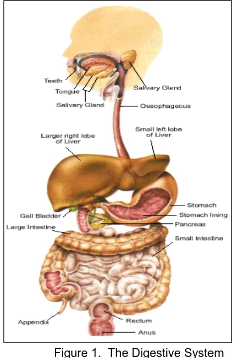 Figure 1.  The Digestive System http//www4.tpgi.com.au/users/amcgann/ 